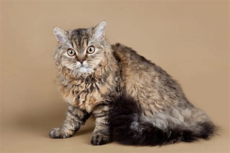 Selkirk Rex kittens For sale - kittensmannores.store