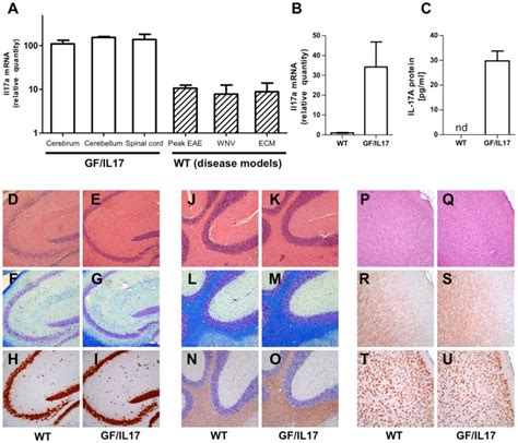 A Relative Expression Of Il17a Mrna In Gfil17 Mice Is Equally