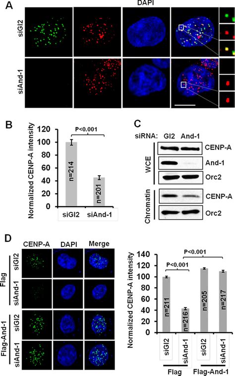 And 1 Is Required For The Localization Of CENP A At Centromeres A