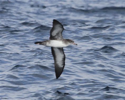 Comprehensive Site Of North American Birds Photos