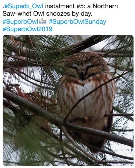 Superb Owl | Know Your Meme