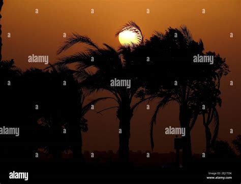 a beautiful sunset view with the palm tree branch surrounds the sun ...