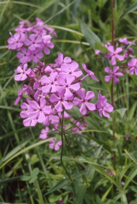 Phlox Pilosa Polemoniaceae Image At Phytoimages Siu Edu