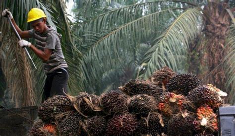 150 Hektare Lahan Pertanian Di Penajam Disulap Jadi Kebun Kelapa