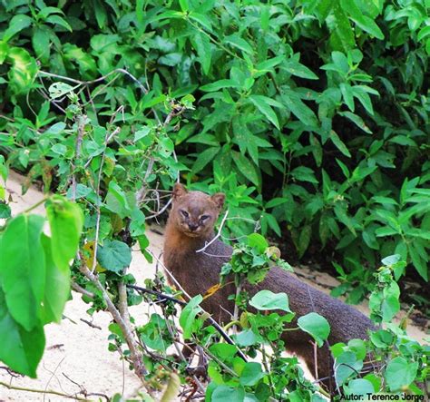 SEAMA Gato mourisco é fotografado no Parque Estadual de Itaúnas