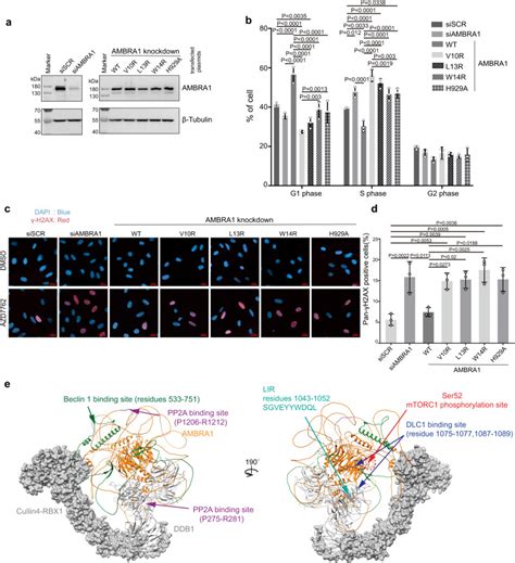 U2os Human Osteosarcoma Cells Thermo Fisher Bioz