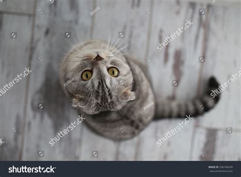 Cat Top View Animal Portrait Stock Photo 536746249 Shutterstock