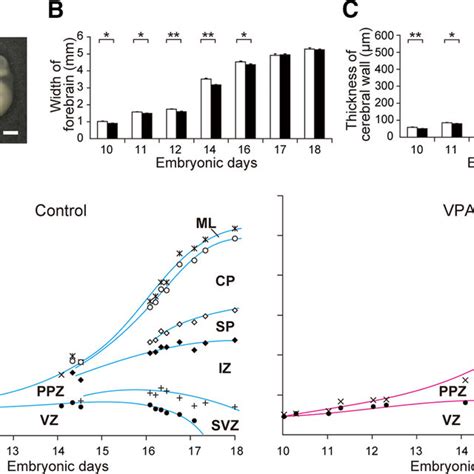 Effects Of Vpa Exposure In Utero On The Structure Of Embryonic Download Scientific Diagram