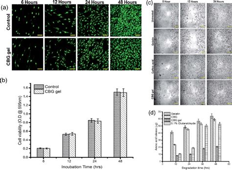 A In Vitro Fluorescence Images Of Nih T Fibroblast Cells On