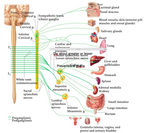 Autonomic Nervous System Flashcards Quizlet