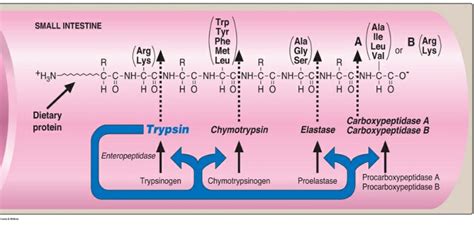 Solved A What Amino Acids Do Chymotrypsin Trypsin And