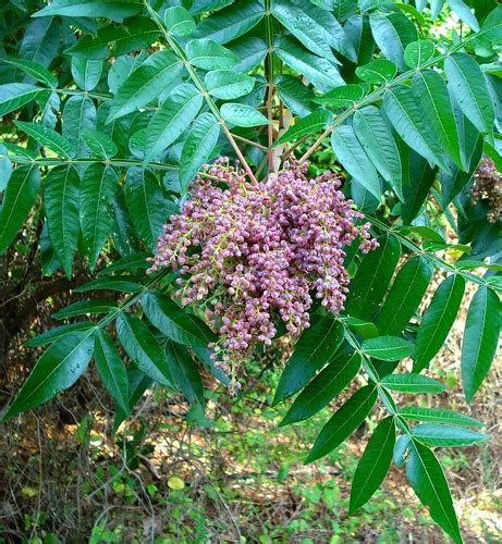 Winged Sumac Fruit Mg Shannonc Flickr