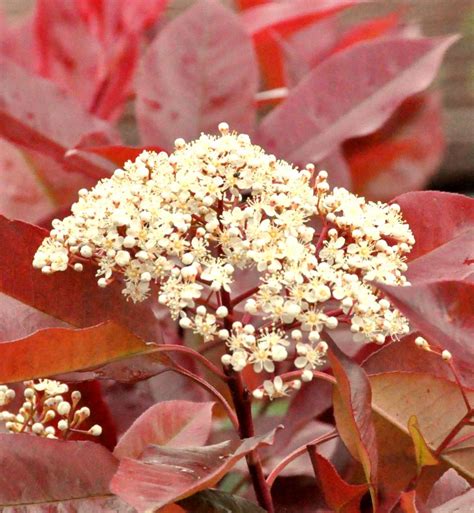 Photinia - planting, pruning, and advice on caring for them