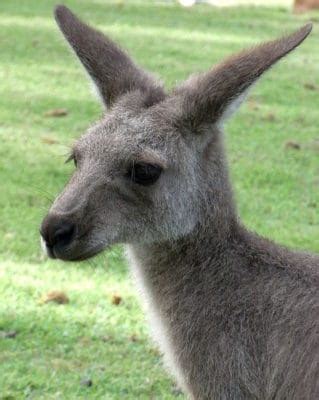 Kangaroo Teeth: Everything You Need To Know - A-Z Animals