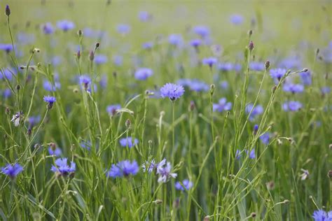 12 Types of Wildflowers for Summer Gardens