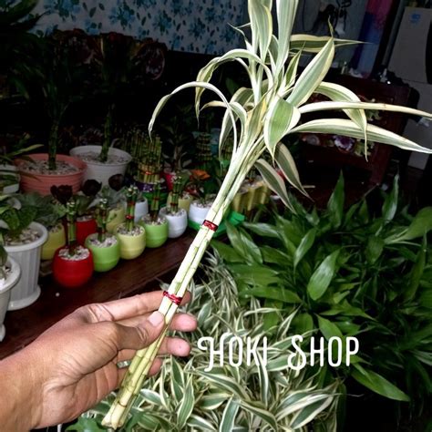 Jual Bambu Hoki Varigata 3 Batang Indonesia Shopee Indonesia