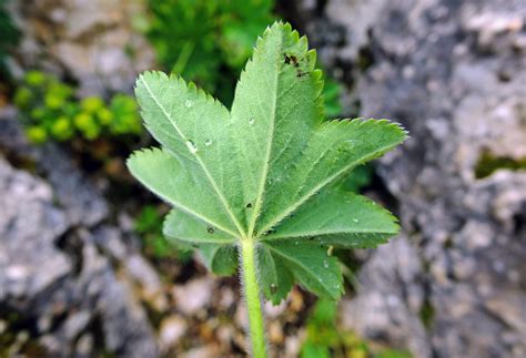 Alchemilla Micans Rosaceae Image At Phytoimages Siu Edu