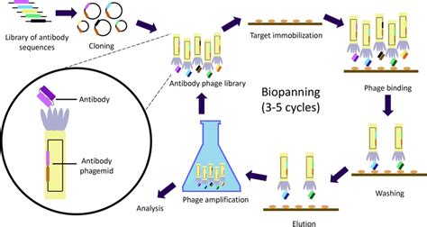 Overview of phage display technology. Antibody phage library is ...