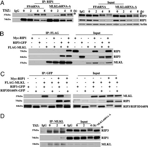 Figure 1 From Mixed Lineage Kinase Domain Like Is A Key Receptor