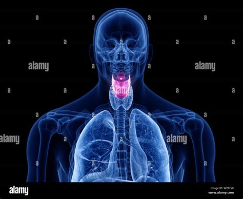 Voice Box Anatomy Stock Photos & Voice Box Anatomy Stock Images - Alamy