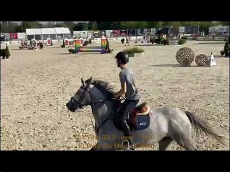 Elvyra Competition El Torreo De Muze X Clinton Mare 2016 Belgian