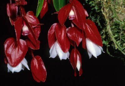 Fiji National Symbols: National Animal, National Flower.