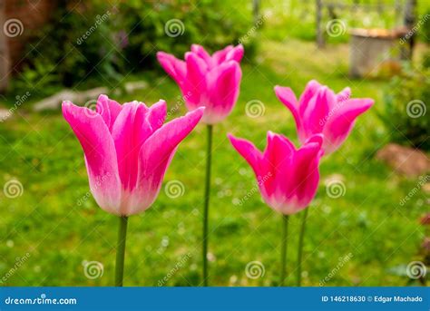 Pink Tulips Stock Photo Image Of Freshness Tulip Agricultural