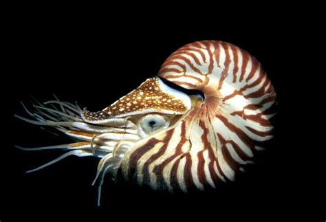 Live Nautilus Beautiful Sea Creatures Deep Sea Creatures Nautilus