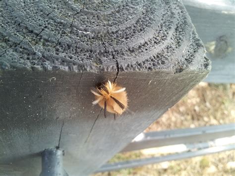 Banded Tussock Moth Project Noah