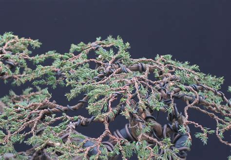 Juniperus Juniper Bonsai Species Guide