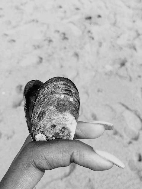 Premium Photo Cropped Hand Of Woman Holding Seashell At Beach