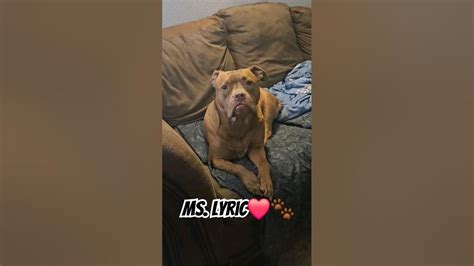 Just Lyric🐕 ️🐾 Adorabledog Bullybreed Americanbullybreed Youtube