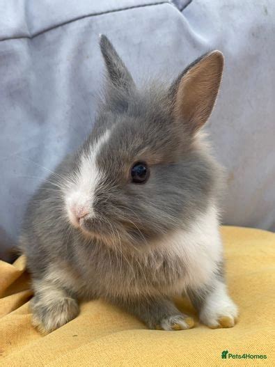 4 X Lionhead And Dutch Mixed Rabbits For Sale For Sale In Chelmsford