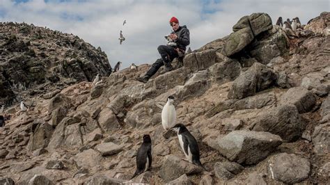 Here's why a new penguin colony in Antarctica is cause for concern | Live Science