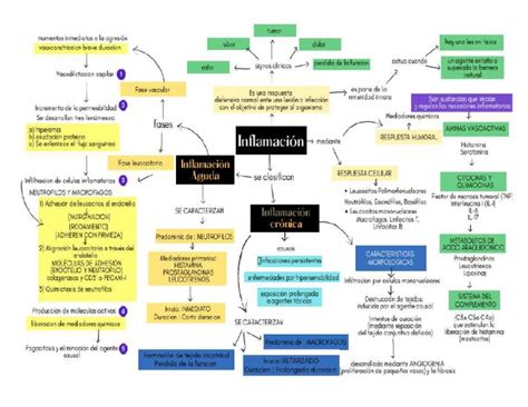 Inflamacion Mapa Mental Pdf