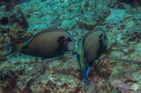 Lieutenant Surgeonfish-Facts and Photographs | Seaunseen