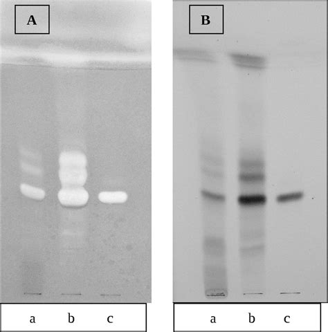 Tlc Chromatograms Of Acer Velutinum Saponins Sprayed With Water A And