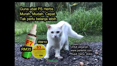 Ubat Kucing Sporo Mujarab Ps Herbs Youtube