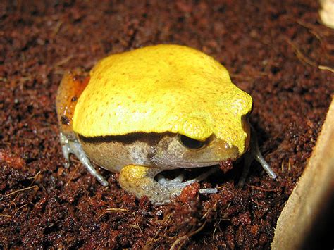 Young Tomato Frog Young Tomato Frogs Are Yellow To Blend I Flickr