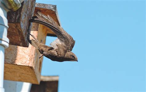 swifts   true delight  summer