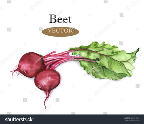 Hand Drawn Watercolor Illustration Red Beet Stock Vector