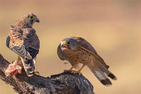 Premium Photo Common Kestrel European Kestrel Eurasian Kestrel Or Old