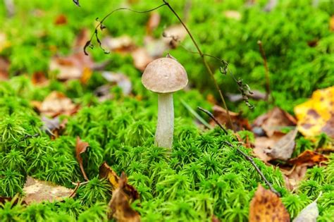 Premium Photo Edible Small Mushroom With Brown Cap Penny Bun Leccinum