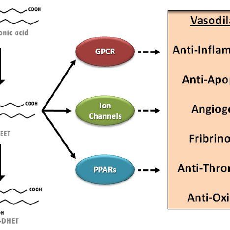 Epoxyeicosatrienoic Acid EET Synthesis Metabolism And Function