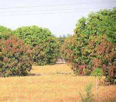 Agricultural Land Sq Ft For Sale In Kadambathur Thiruvallur