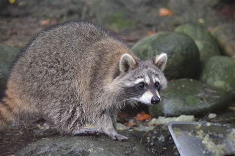 北美浣熊幸福肥 動物園幫減重 社會 中央社