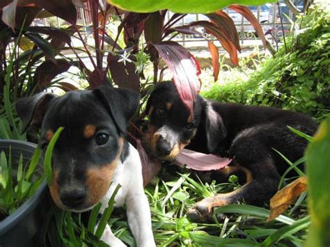 Cachorro Fox Paulistinha Ou Terrier Brasileiro Caracter Sticas E Fotos