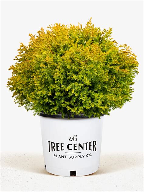 Golden Globe Arborvitae For Sale Online The Tree Center