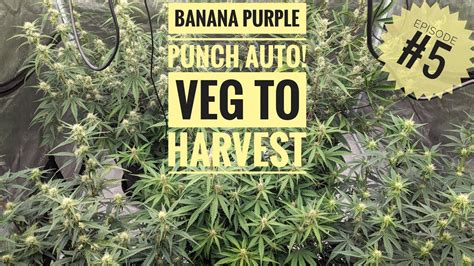 Banana🍌 Purple💜 Punch👊 Veg To Harvest Episode 5 Youtube