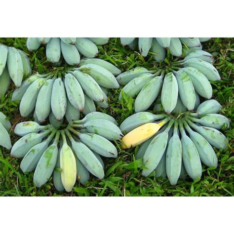 Blue Java Banana Tree